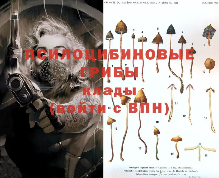 Галлюциногенные грибы MAGIC MUSHROOMS  купить   Туапсе 